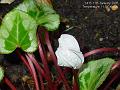 2005-0111cyclamen
